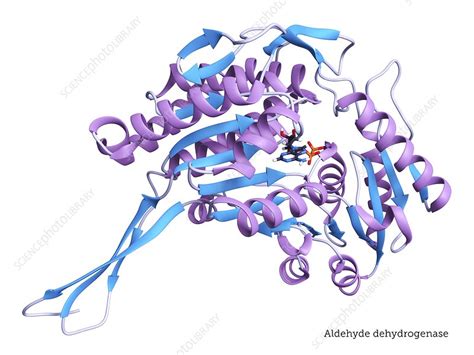 Aldehyde dehydrogenase enzyme structure - Stock Image - C039/4621 - Science Photo Library