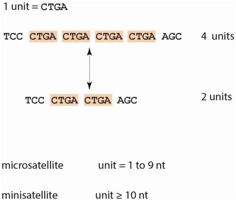 Main definitions and characteristics of tandem repeats (TRs). TRs are... | Download Scientific ...