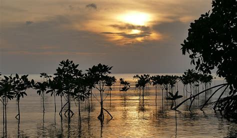 5 Jenis Tumbuhan Berdasarkan Habitat - Laman 2 dari 3 - PosBaru