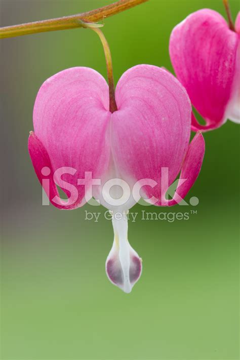 Bleeding Heart Flower Stock Photo | Royalty-Free | FreeImages