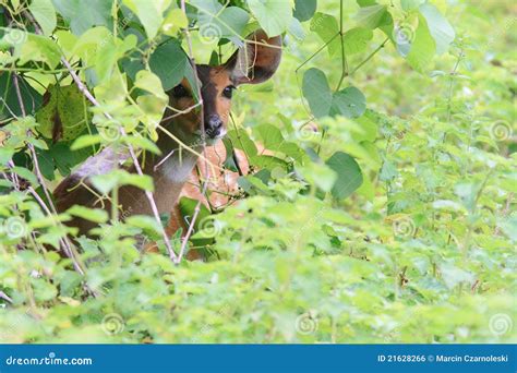 Bushbuck Hiding from Predators on Savanna Stock Photo - Image of predation, ghana: 21628266