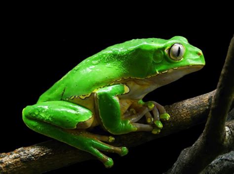 Kambo Frog Poison - an Amazing Healing Treasure from the Rainforest ...