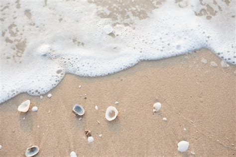 Premium Photo | Shells on sandy beach