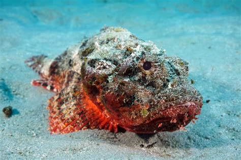 11 Scary Stonefish Facts - Fact Animal