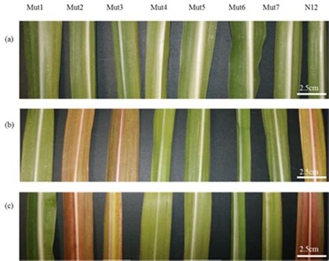 The effect of imazapyr on leaf appearance of plants Mut1-Mut7 and... | Download Scientific Diagram