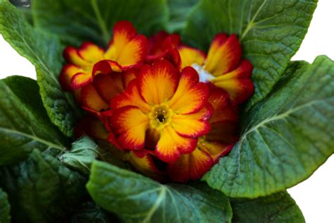 Beautiful Primroses Fully Bloomed Arranged On A Garden Bench, Easter, Plants, Nature PNG ...