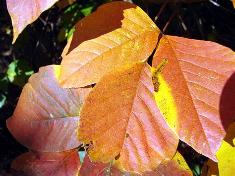 Hickory leaves in Autumn sunlight | This hickory tree is gro… | Flickr