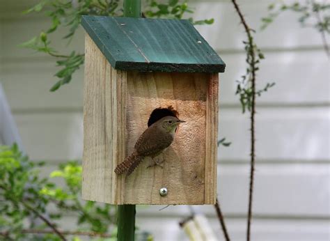 Carolina Wren Bird House