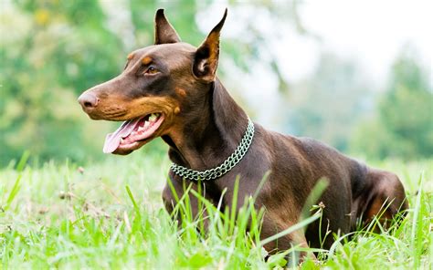 Chocolate Doberman | Doberman pinscher dog, Doberman pinscher, Doberman dogs