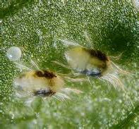 Predatory Mites: Get Rid of Spider Mites on Cannabis Organically - Mold Resistant Strains