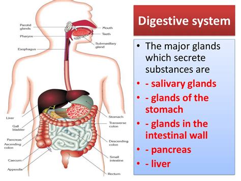 Human Digestive system (HDS) – Digestion and Organs of digestive system - online presentation