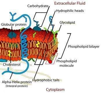 What is the function of the glycoproteins and glycolipids of the plasma ...