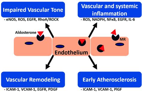 Pathophysiology of aldosterone-induced endothelial dysfunction. There... | Download Scientific ...