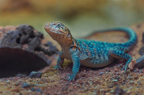 Common collared lizard stock image. Image of fast, isolated - 269863651