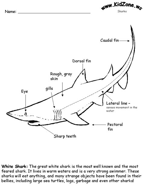 Label A Shark Worksheets