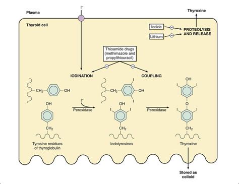 Thyroid Drugs | Basicmedical Key