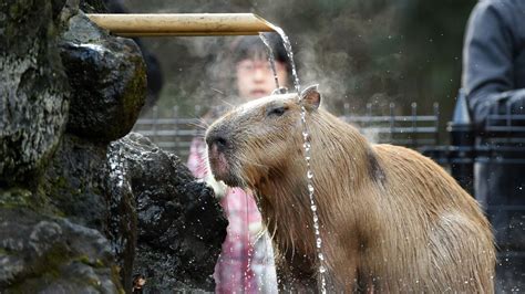 The Verge Review of Animals: the capybara - The Verge