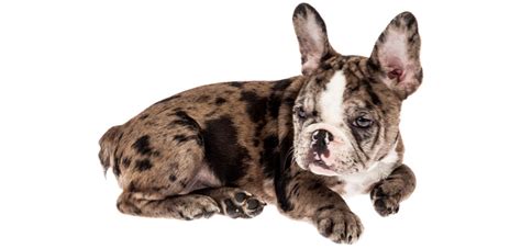 “Rare” or “Exotic” Puppies Signal Red Flags | ASPCA