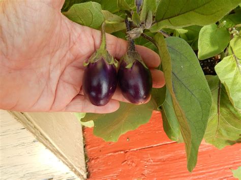 Margy Meanders: Patio Baby Eggplant Parmesan Bites