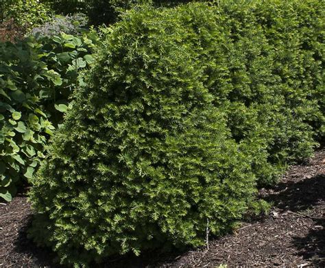 Pruning Yew | Plant Addicts