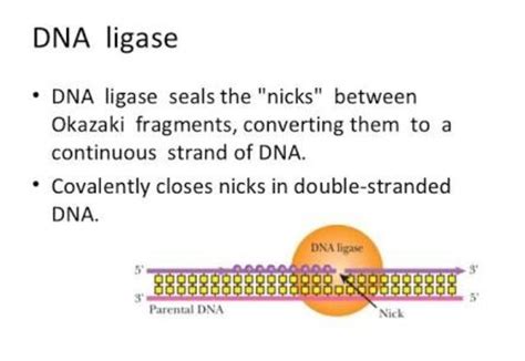 the function of DNA ligase - Brainly.in