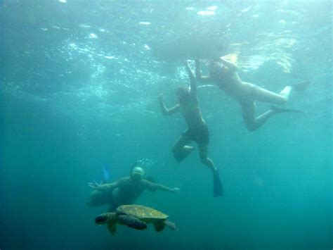 Guided Snorkeling on North Shore of Oahu! - Private Tours Hawaii ...