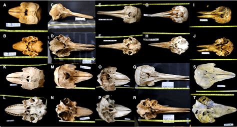 A selection of odontocete skulls, highlighting most of the species ...