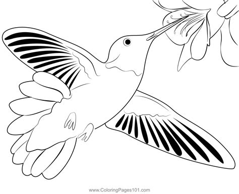 Gorgeous Hummingbird Coloring Page for Kids - Free Swifts and ...