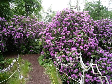 Rhododendron Shrubs Flowering · Free photo on Pixabay