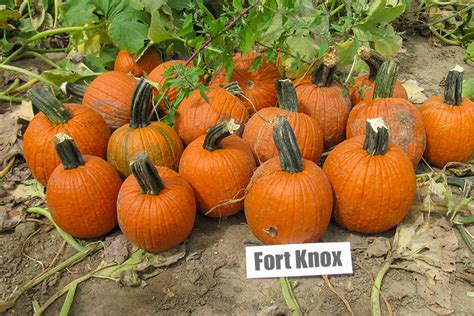 Fort Knox | Small / Pie | Pumpkins | Products | Vegetables | Rupp Seeds