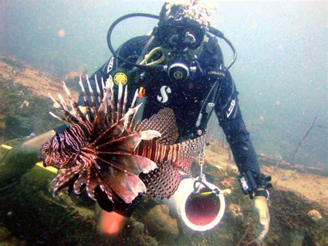 How to start lionfish hunting, beginners guide to lionfish hunting : Lionfish Hunting