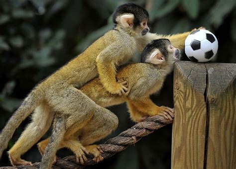 Cute monkeys playing soccer/football (4 pics) | Amazing Creatures