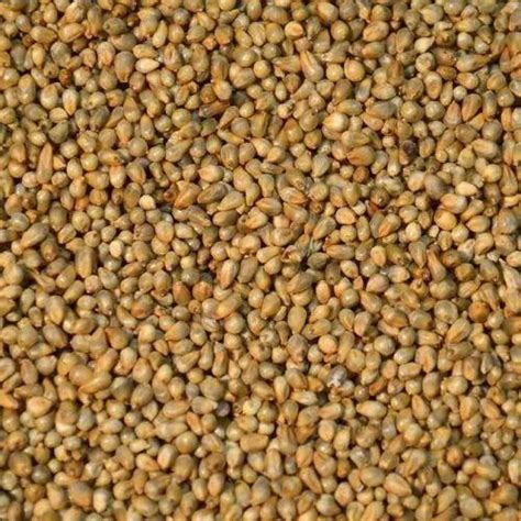 Bajra, Millet, High in Protein at best price in Barmer | ID: 21980576712