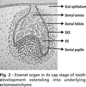 Dental Papilla