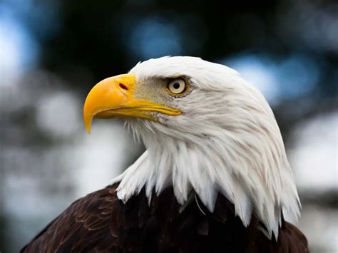 15 Largest Birds of Prey in the World - Wildlife Explained