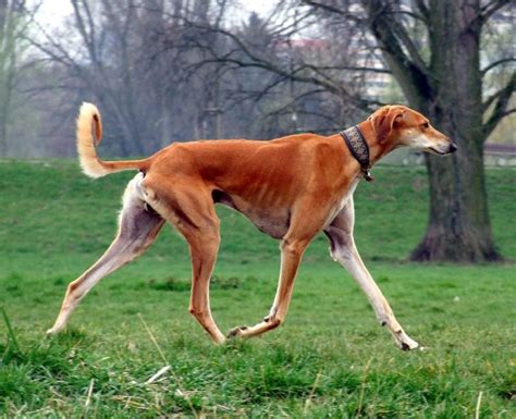 Top 10 Fastest Dog Breeds In The World - Cute Pets Planet