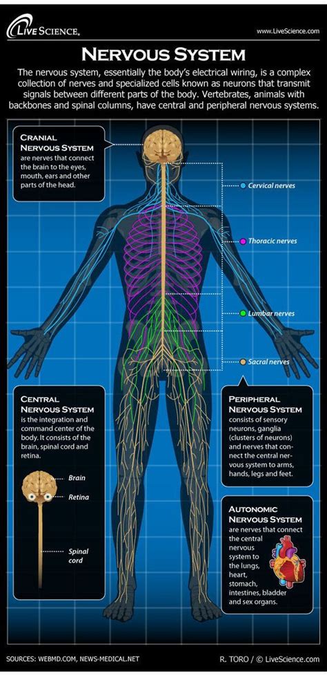 Nervous System: Facts, Function & Diseases | Human nervous system, Nervous system, Peripheral ...