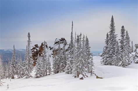 Premium Photo | Winter forest landscape with fir trees covered snow in ...