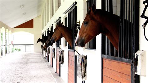 Ocala Horse Farm Tours - Horse Choices