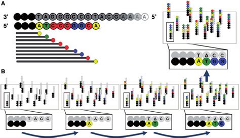 Schematics of the sequencing process. ( A ) Modern Sanger sequencing is ...