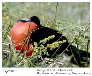 Magnificent Frigatebird - Fregata magnificens - NatureWorks