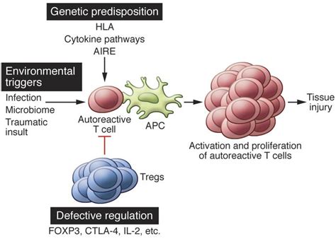 JCI - Mechanisms of human autoimmunity