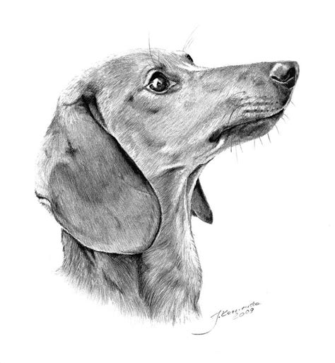 Dachshund | Dachshund drawing, Dachshund painting, Dachshund art