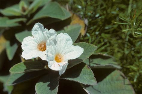 Cordia myxa (Cordiaceae) image 2466 at PhytoImages.siu.edu