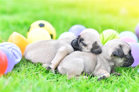 Premium Photo | Cute puppies pug sleeping together in green lawn after eat feed