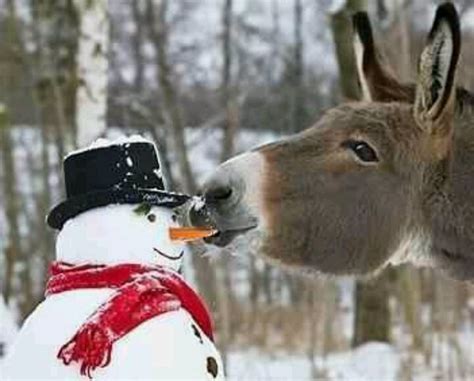 Donkey n snowman | Funny animals, Cute animals, Funny animal pictures