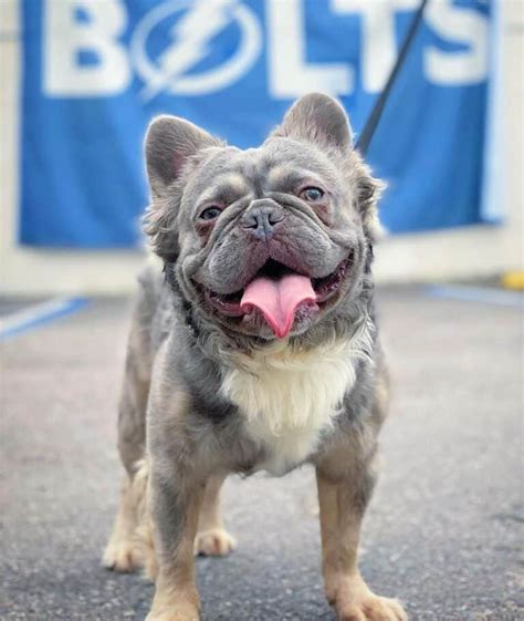 Fluffy Frenchie: Are Long-Haired French Bulldogs Purebred?