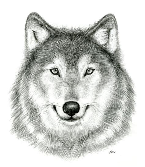 Pencil Drawings Of Animals, Pencil Drawings Easy, Pencil Sketch, Wolf 3d, Grey Wolf, Wolf Head ...