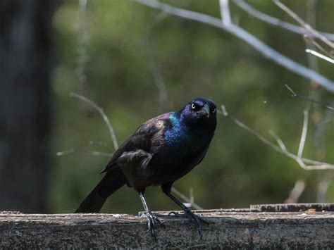 Do Grackles Migrate? | Birdfact