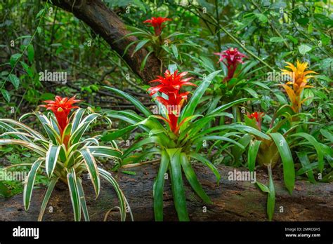 Bromeliad Flowers, Guzmania Tropical plants in rainforest, Pantanal ...